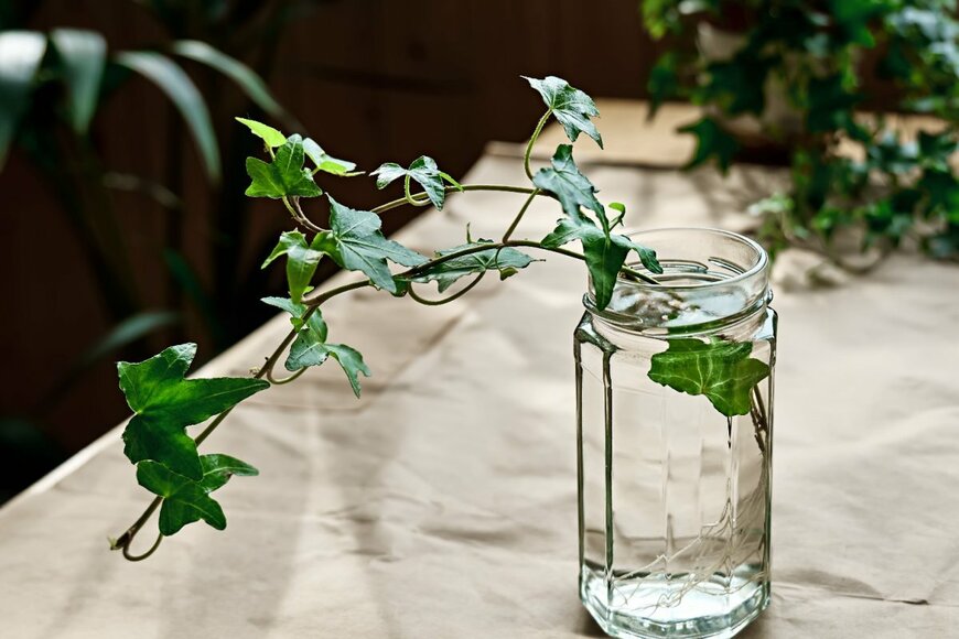 Caterina Trimarchi/shutterstock.com