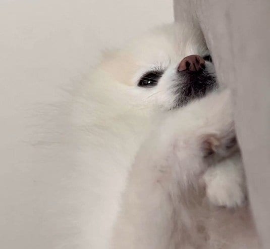 「おはよ」と言われた犬　まだ起きたくないので…とりあえずとった行動がかわいすぎた