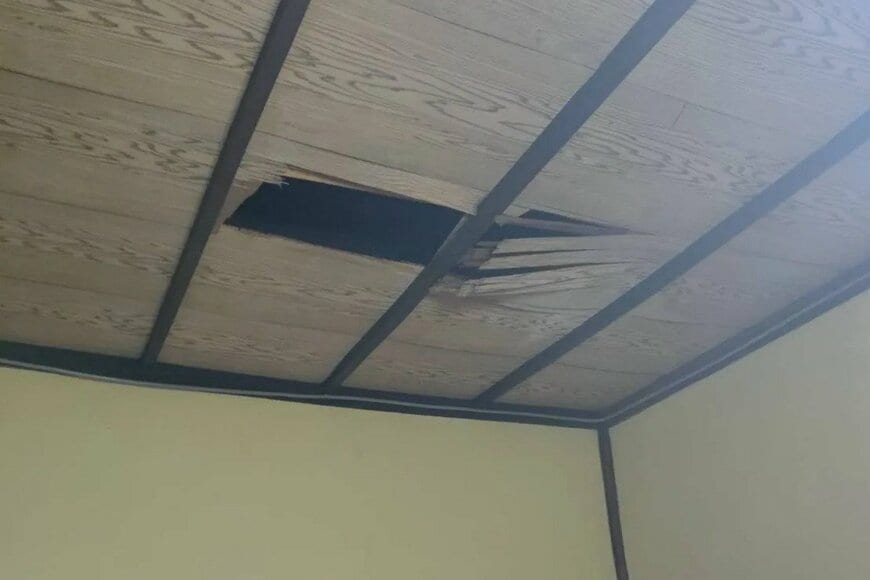 自宅の天井から「落ちてきた生物」に目を疑う　「まさかの侵入者」に思わず二度見