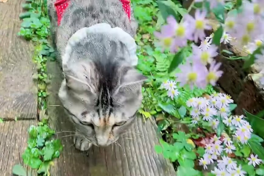 ニャンコが飼い主の太ももに残した「愛らしいにくきゅうスタンプ」に激萌え