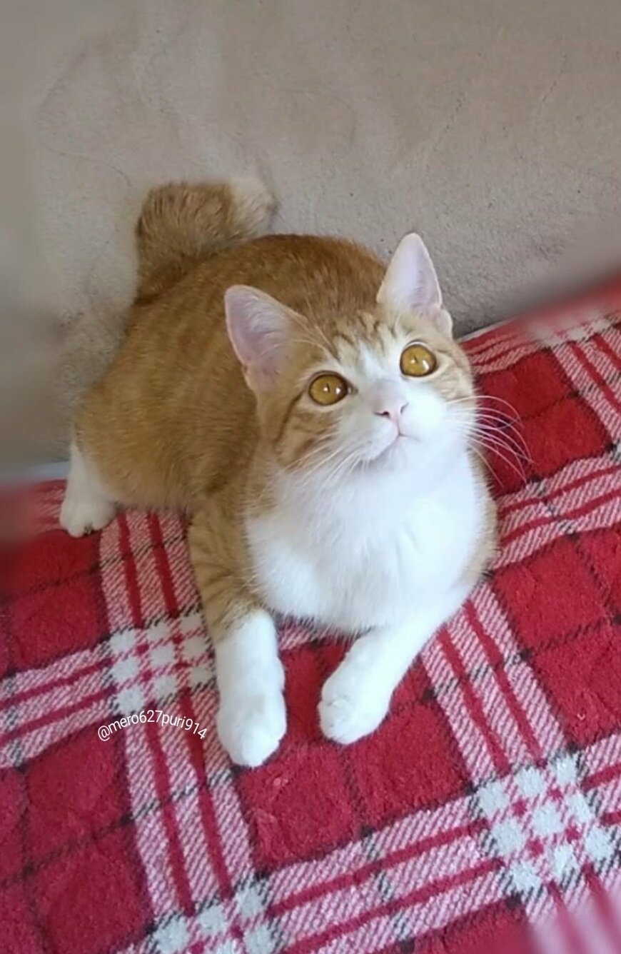 出所：@mero627puri914