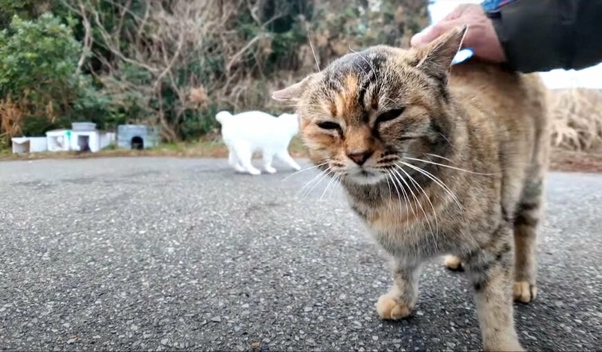 出所：@ImpressedCatVideo