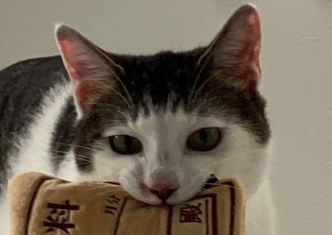 出所：@Saeroyi_cat