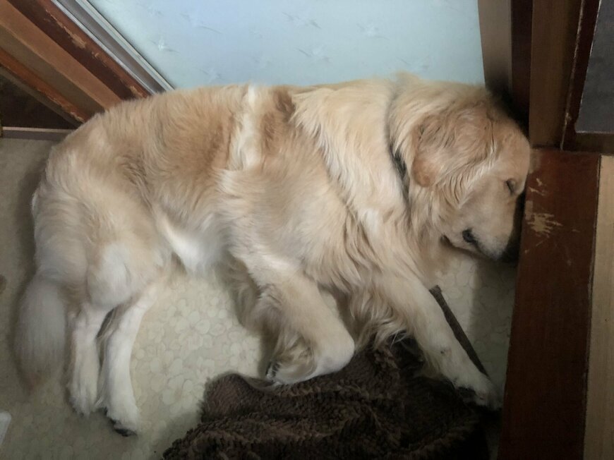 出所：@elmo_golret