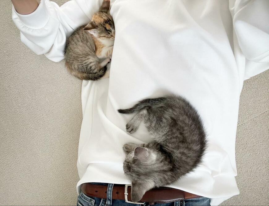 出所：@totomaru_hanmi