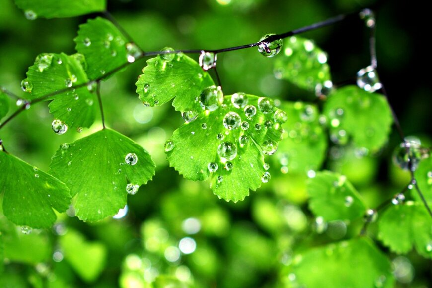 Little daisy/shutterstock.com