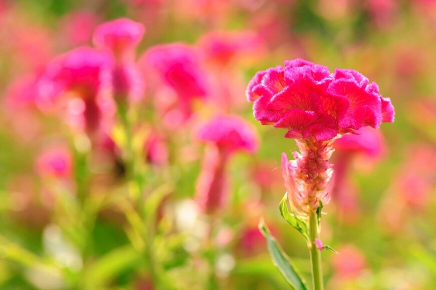 【ガーデニング花図鑑】フワフワの花姿が美しいケイトウの基本情報と〈オススメ品種7選〉