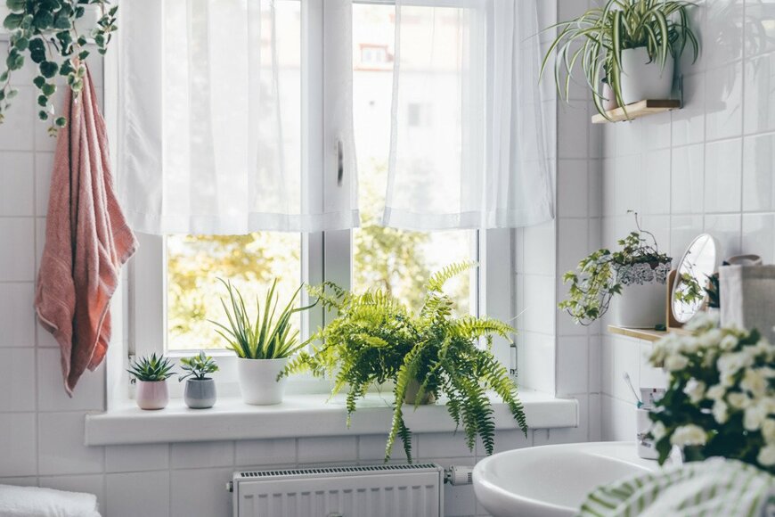 【ガーデニング】浴室に置ける〈観葉植物6選〉で夏のバスタイムを爽やかに