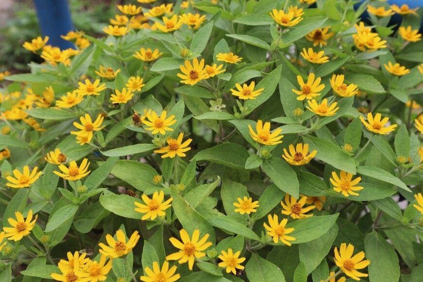 黄色い花を咲かせているメランポジウム