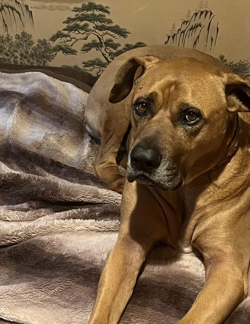 散歩に行きたくない犬