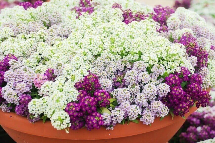 スイートアリッサム