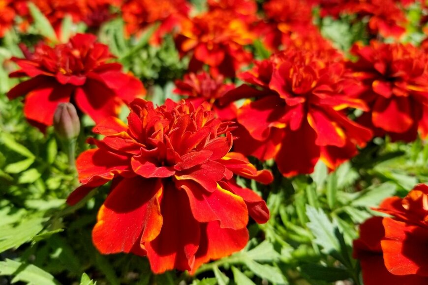 濃いオレンジの花が満開のマリーゴールド