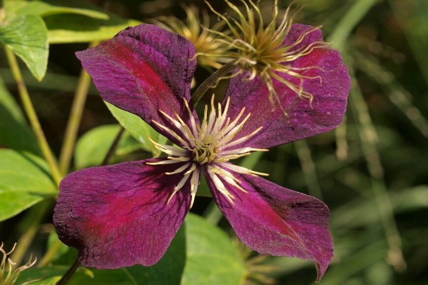 深い紫色の花を咲かせている、ミケリテ