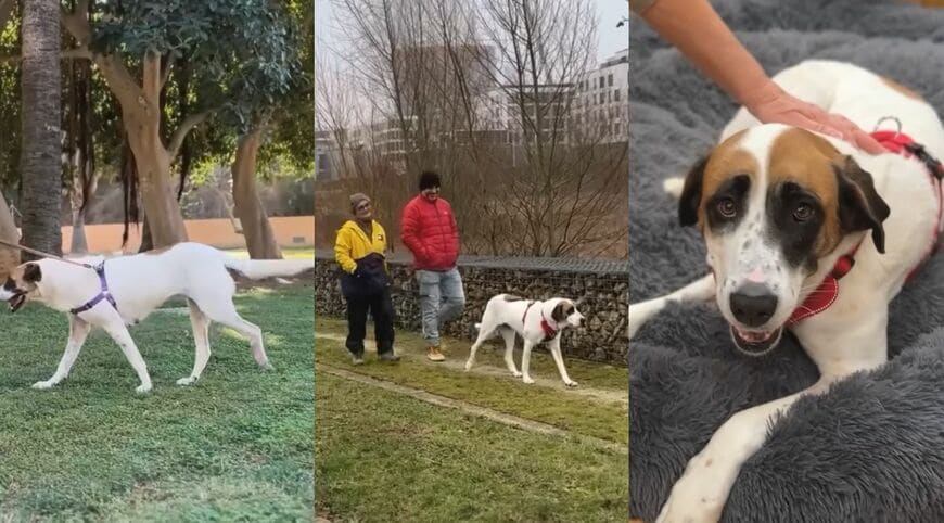 公園を散歩し、くつろぐアルマ