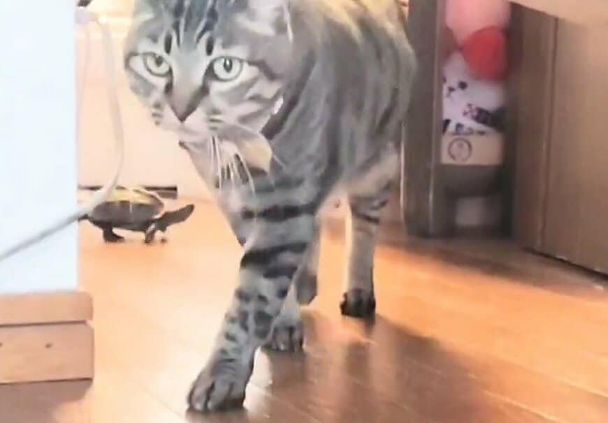 ミニスケボーを乗りこなして猫の小雪ちゃんの後を追う軍曹くん