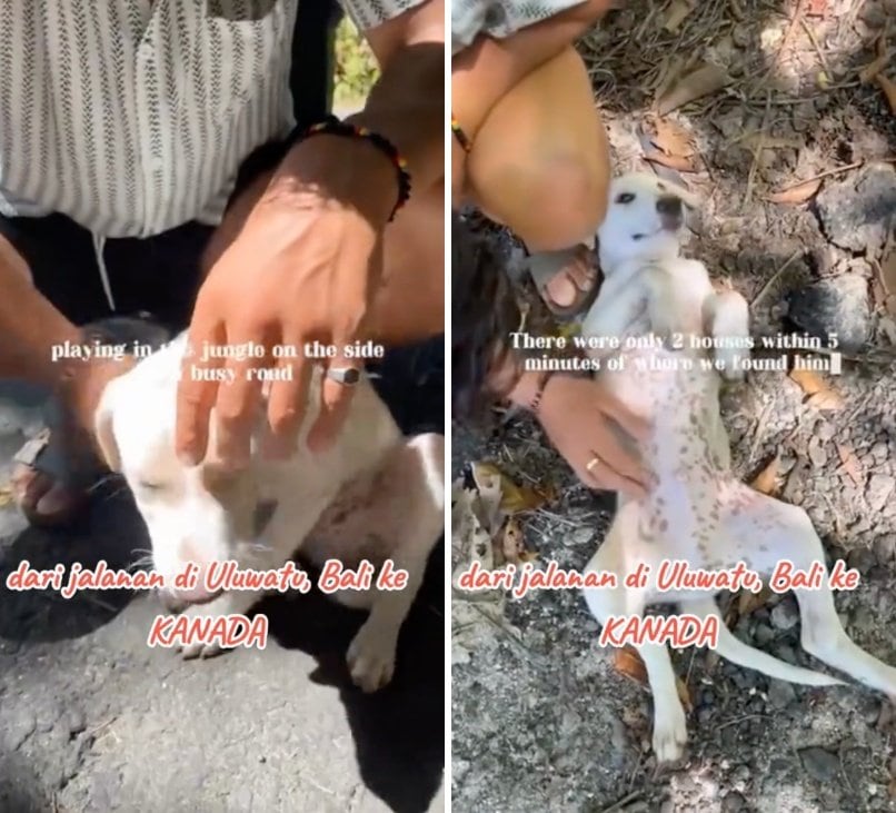 出所:<u><a href="https://www.tiktok.com/@jambidoglover/video/7651777185283411218" target="_blank">@jambidoglover</a></u>