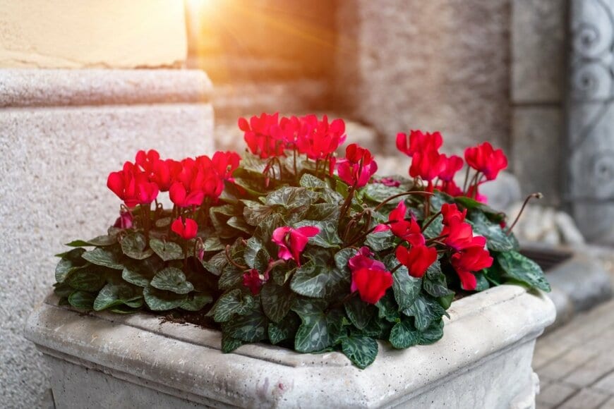 コンクリートの大きな鉢に真っ赤な花のガーデンシクラメンが植えられている