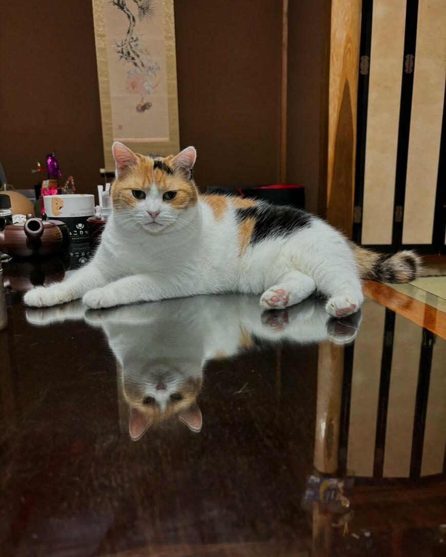 机でくつろぐ猫