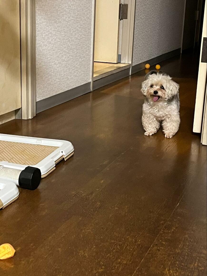 家の中にいる犬