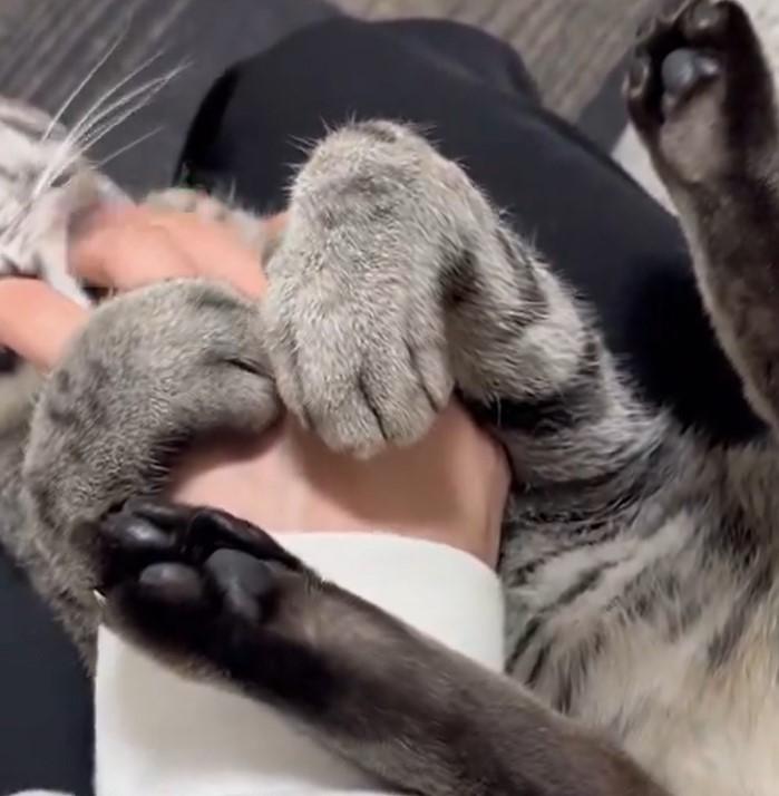 腕を抱える猫の手