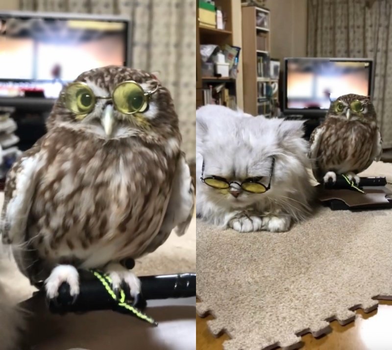 投稿動画のワンシーン