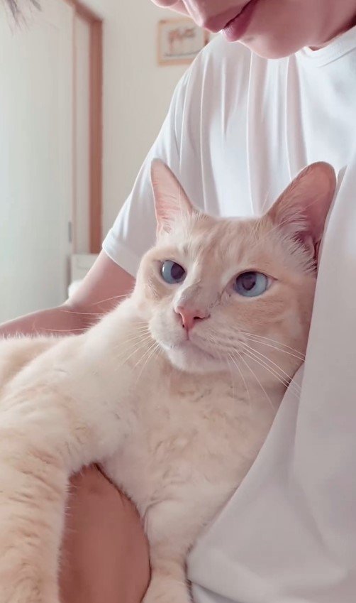 お兄ちゃんと猫