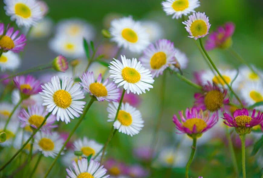 小菊のような白とピンクのエリゲロンの花