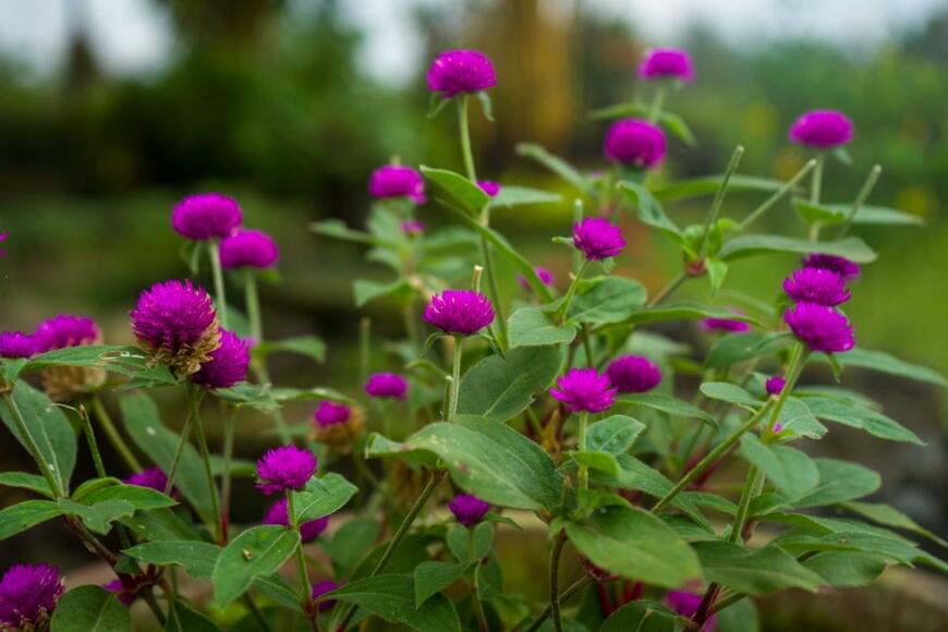 センニチコウの花。色は濃いピンク