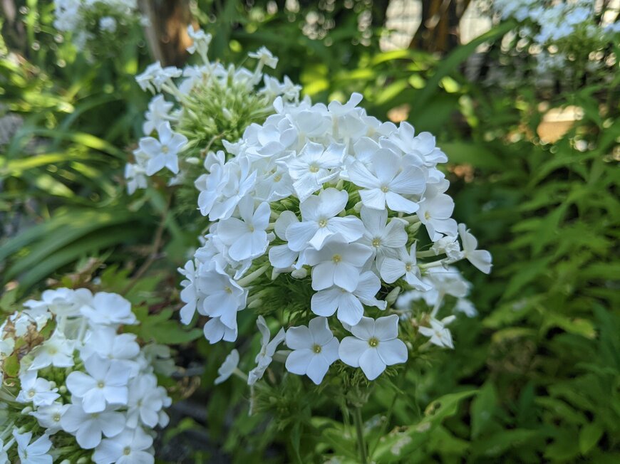 淡いクリーム色やピンク色のクリスマスローズの花