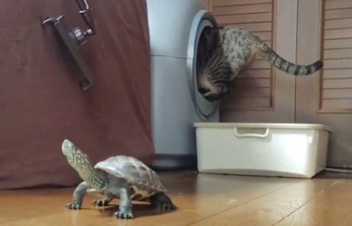 「誰も近づかせない！」としっかり「警備」する軍曹くん