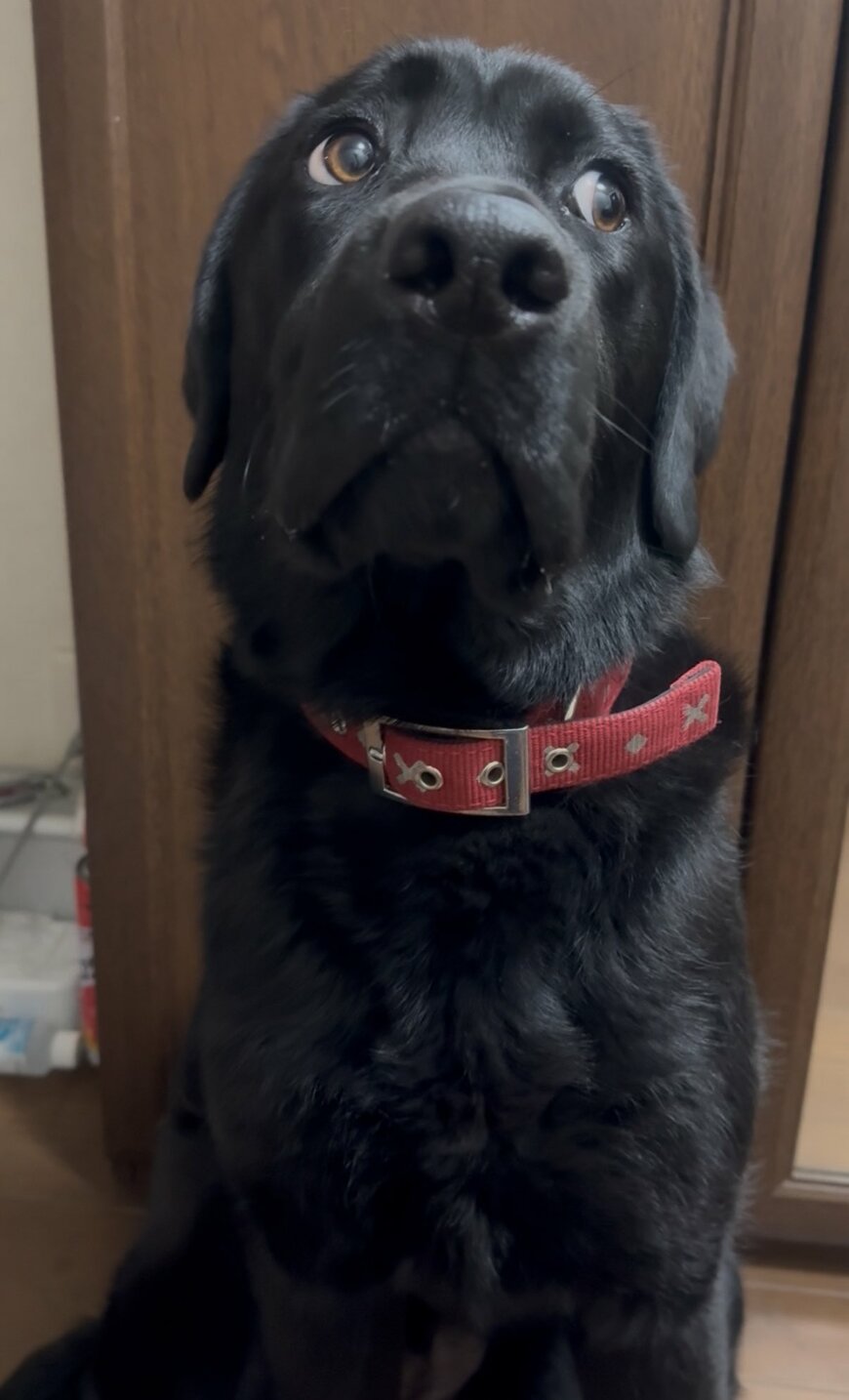 目線をそらすノワールちゃん