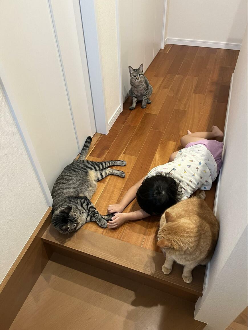子供と猫
