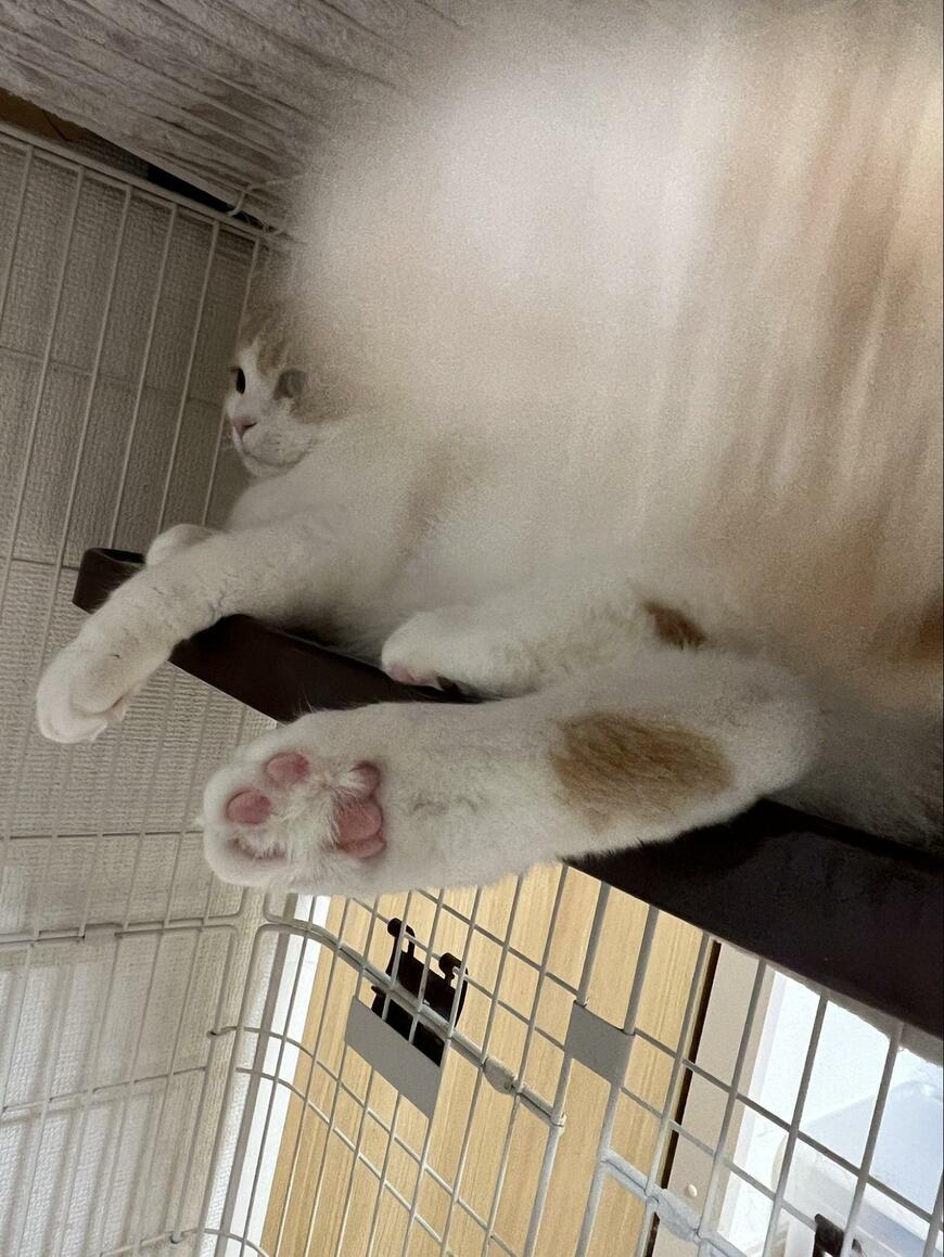 しっぽを振る猫