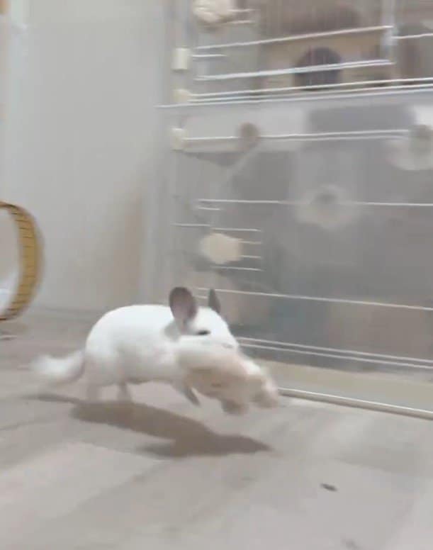 ぬいぐるみとチンチラ