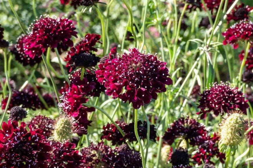 スカビオサの花。色は真紅。