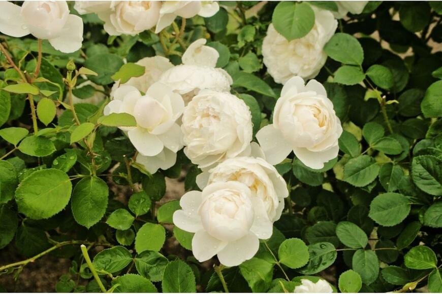 クレア・オースチンのバラの花が咲いている。色は淡いアイボリーホワイト。