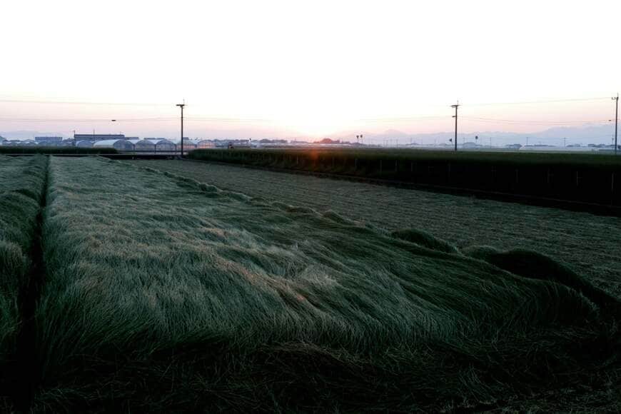 夕暮れのい草畑