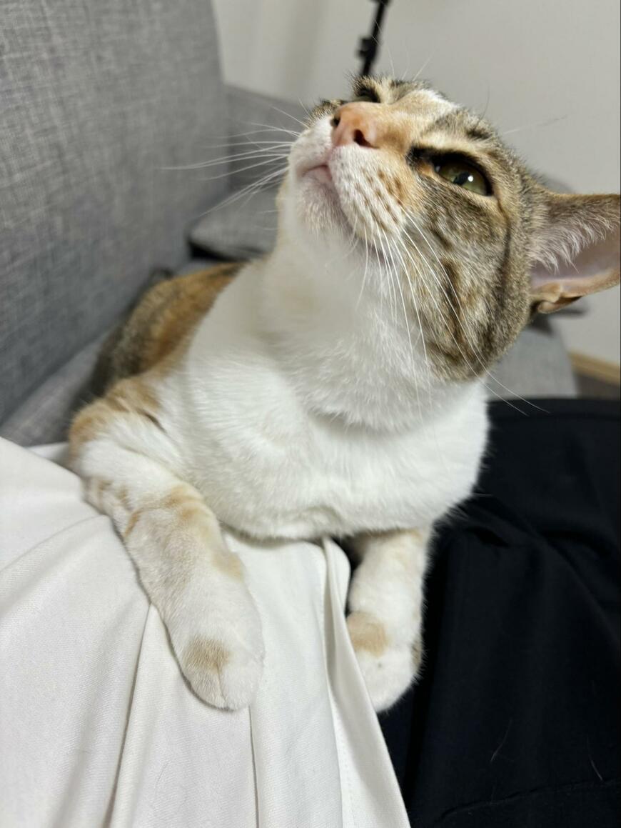 コショコショが好きな猫