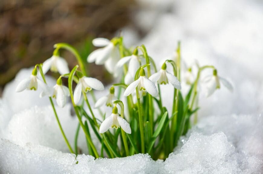 雪の雫のような楚々とした花を咲かせるスノードロップ　花の色は白