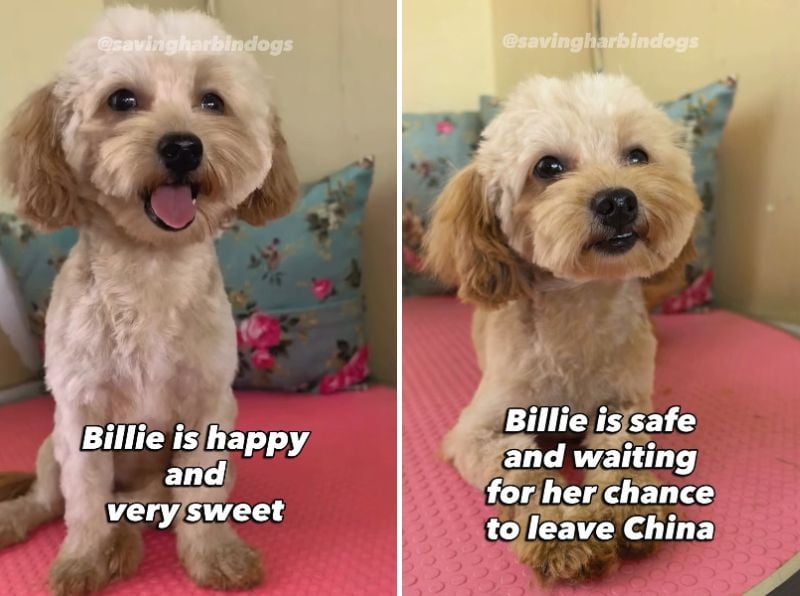 出所：<u><a href="https://www.instagram.com/p/DdBHz1PJc8z/" target="_blank">@savingharbindogs</a></u>
