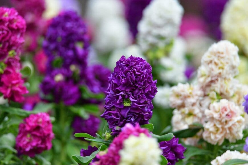 紫、ピンク、白などの花を咲かせている、ストック