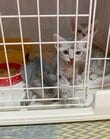 【ビフォアフ】保護された子猫ちゃんたち→里親さんが連れて来てくれた姿に思わず涙