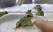 ペットの「カエルの握手」にほっこりするも…　次の行動に「声出して笑った」「かわいすぎる」