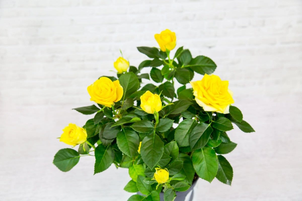 バラの鉢植え】花がたくさん咲く育て方！二番花を増やす「開花後の管理