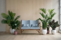 【ガーデニング】リビングにオススメの「大型観葉植物」お洒落系・最強6選