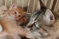 かわいい子猫の「成長した姿」に思わず二度見　まさかの状態に「スゴい顔になってますね」