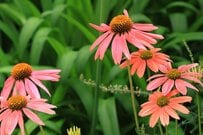 ローメンテで「植えてよかった」10年以上植えっぱなし！毎年夏に花咲く《暑さに強い多年草》5選