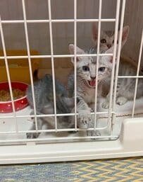 【ビフォアフ】保護された子猫ちゃんたち→里親さんが連れて来てくれた姿に思わず涙