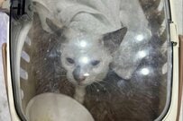 猛暑の日に「保護した猫」　約1か月の変化に感動「全然違う猫みたい」「健康そのもの」