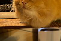 妻「騙されないで！」演技派な猫の「おねだり」あえて騙されたいほど可愛い